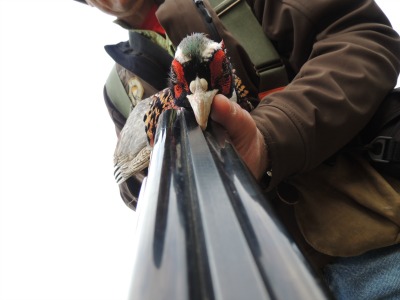 Pheasant DK Wildlife 222.jpg